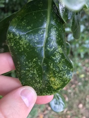 Phyllocoptes coprosmae