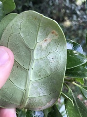 Phyllocoptes coprosmae