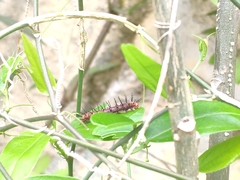 Acraea terpsicore