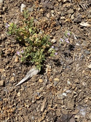 Collomia heterophylla