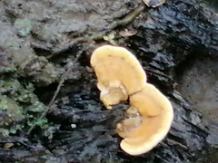 Fungi