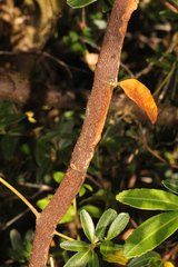 Acradenia frankliniae