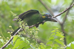 Psilopogon rafflesii