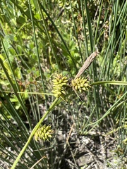 Carex serratodens