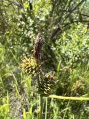 Carex serratodens