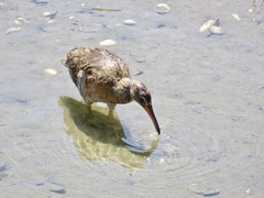 Rallus obsoletus levipes