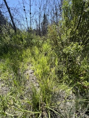 Carex serratodens