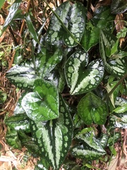 Asarum macranthum