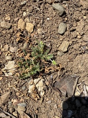 Emmenanthe penduliflora