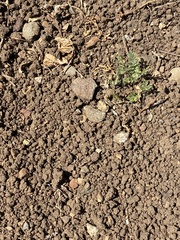 Emmenanthe penduliflora