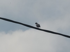 Columba livia domestica
