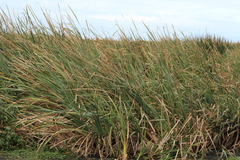 Typha capensis