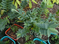 Veronica chathamica
