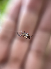 Micrathena rubicundula