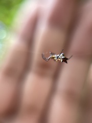 Micrathena rubicundula