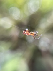 Micrathena rubicundula