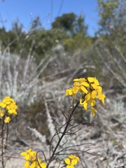 Erysimum teretifolium