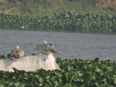Pelecanus philippensis