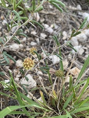Prosopis reptans