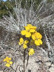 Erysimum teretifolium