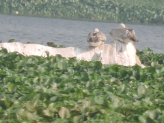 Pelecanus philippensis