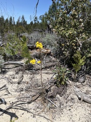 Erysimum teretifolium