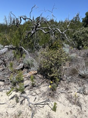 Erysimum teretifolium