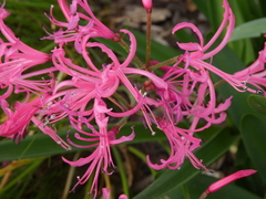 Nerine filifolia