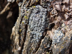 Fuscopannaria mediterranea