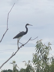 Egretta tricolor image