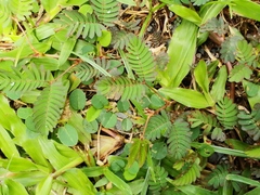 Mimosa pudica