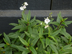 Veronica catarractae