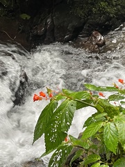 Begonia longirostris