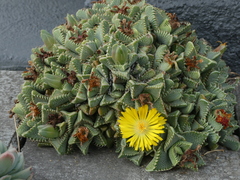 Faucaria