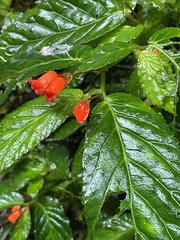 Begonia longirostris