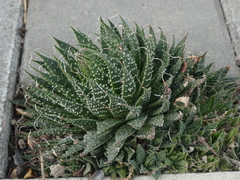 Aristaloe