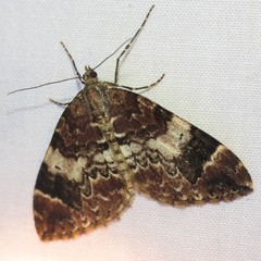 Dysstroma sobria