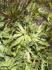Eryngium armatum