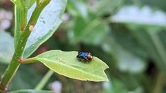 Agrilinae