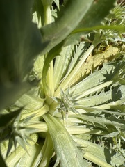 Eryngium armatum