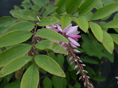 Indigofera decora