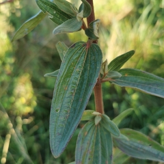 Argyrella canescens