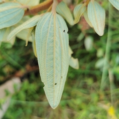Argyrella canescens