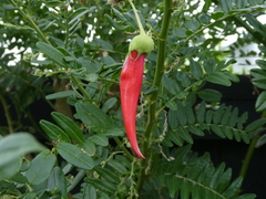 Clianthus maximus