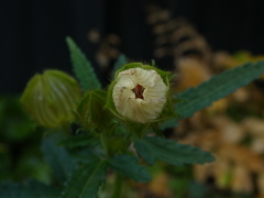 Hibiscus richardsonii