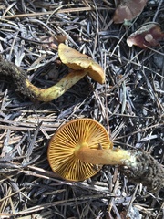 Cortinarius thiersii