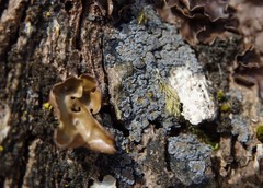 Fuscopannaria mediterranea