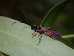 Ichneumon lotatorius