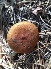 Cortinarius thiersii