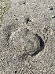 Aequorea forskalea